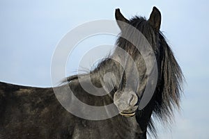 Black Stallion photo