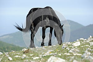 Black Stallion photo