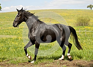 Black stallion