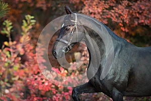 Black stallion in autumn forest