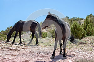 Black stallion and black mare wild horses on mineral lick hill on Pryor Mountain in the western USA
