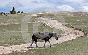 Black stallion covered in dirt and walking past Burnt Timber Creek Road in the Pryor Mountains Wild Horse Range in Wyoming USA