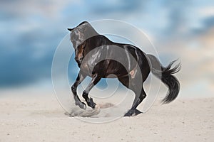 Black stallion in desert