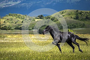 Black stallion enjoying freedom. Wild horse running at the field in summer. Metsovo Greece