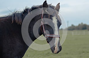 Black stallion foal with white line