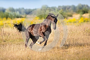 Black stallion free in motion