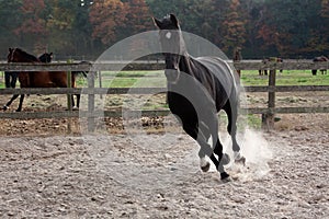 Black stallion gallop running free