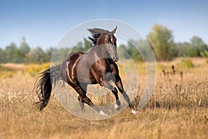 Black stallion galloping