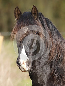 Black Stallion Headshot