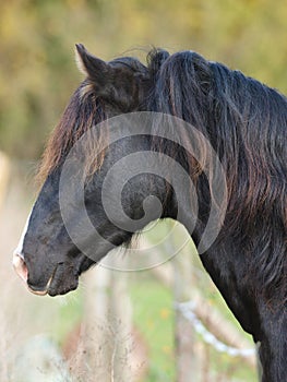 Black Stallion Headshot
