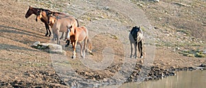 Black Stallion with herd of wild horses at the waterhole in the Pryor Mountains Wild Horse Range in Montana USA