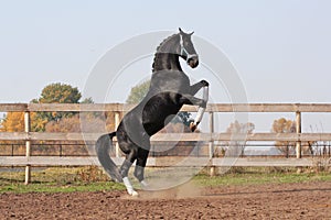 Black stallion on the hind legs