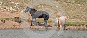 Black Stallion with his Palomino mare at the waterhole in the Pryor Mountains Wild Horse range in Wyoming USA