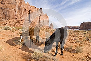 Black stallion in Monument Valley