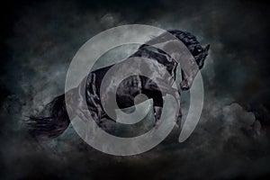 Black stallion in motion photo