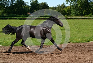 Black stallion on the move