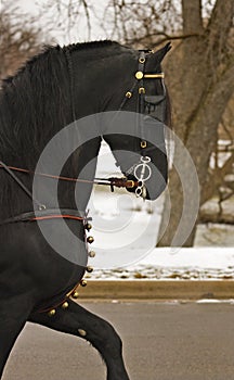 Black Stallion Portrait