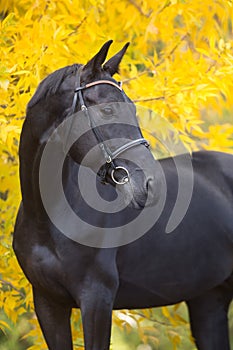 Black stallion portrait