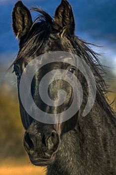 Black Stallion Portrait near Collbran, Colorado