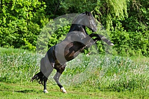 Black Stallion Prancing