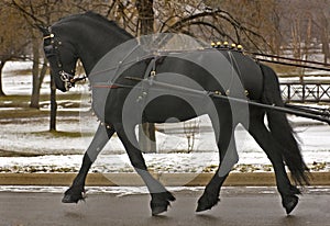 Black Stallion Pulling - some motion blur