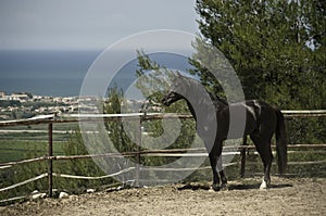 Black stallion on the ranch