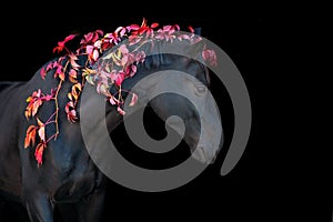 Black stallion with red leaves in mane