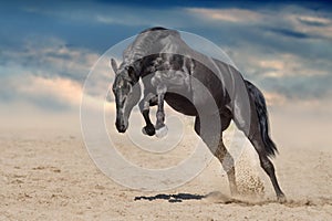 Black stallion run