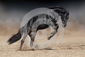 Black stallion run