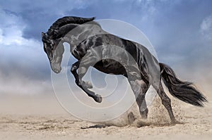 Black stallion run