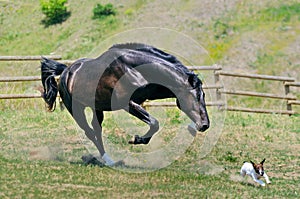 Black stallion running after jack russel terrier