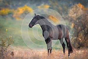 Black stallion standing photo