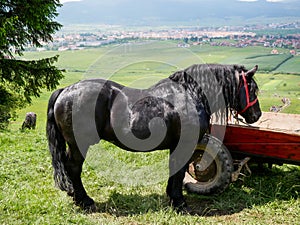 Black stallion tied to a chariot during the Pentecostal ceremony