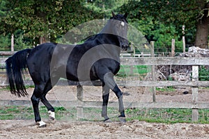Black stallion walking free