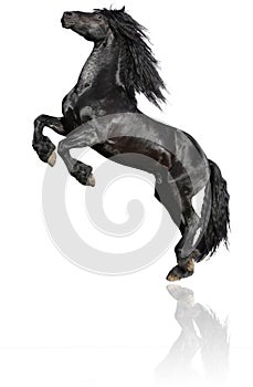 Black Stallion On White