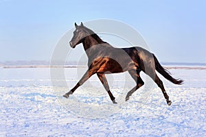 Black stallion on white snow