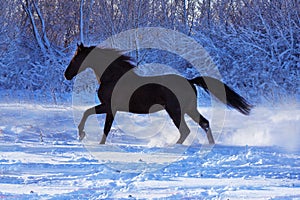 Black stallion on white snow