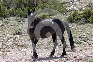 Black stallion wild horse on arid hillside on Pryor Mountain in the western USA