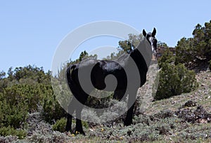 Black stallion wild horse with blaze on a mineral lick desert ridge in the western USA