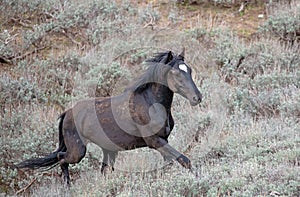 Black stallion wild horse charging to the fight with another stallion in the mountains of the western USA