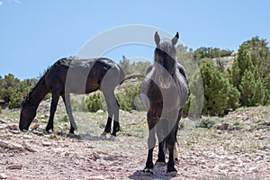 Black stallion wild horse looking directly on Pryor Mountain in the western USA
