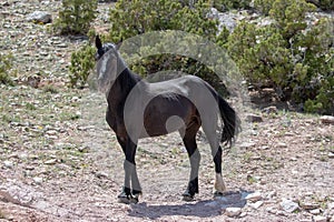 Black stallion wild horse on mineral lick hillside on Pryor Mountain in the western USA