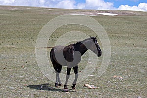 Black stallion wild horse on Pryor Mountain in the western USA