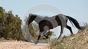 Black stallion wild horse running free across dirt road in the western USA