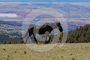 Black stallion wild horse walking on mountain ridge above a painted canyon in the western UnSA