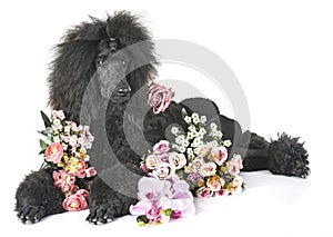 Black standard poodle