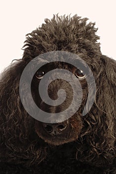 Black standard poodle