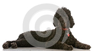 Black standard poodle