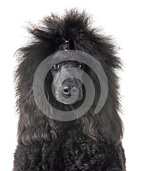 Black standard poodle