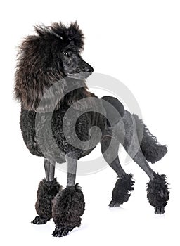 Black standard poodle photo